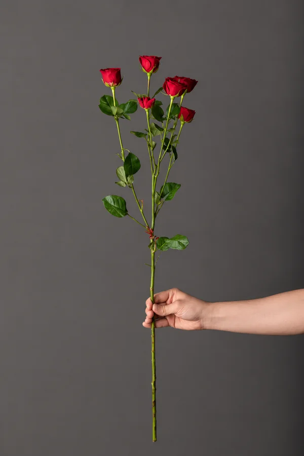 Кустовая красная роза «Love» — одна ветка в руке